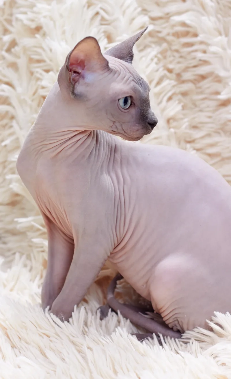 Chú ý kích thước Mèo Sphynx chân ngắn khi nuôi