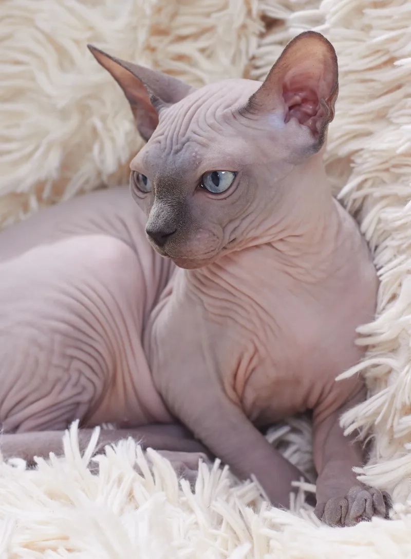 Bí quyết nhận biết mèo Sphynx thuần chủng chính xác