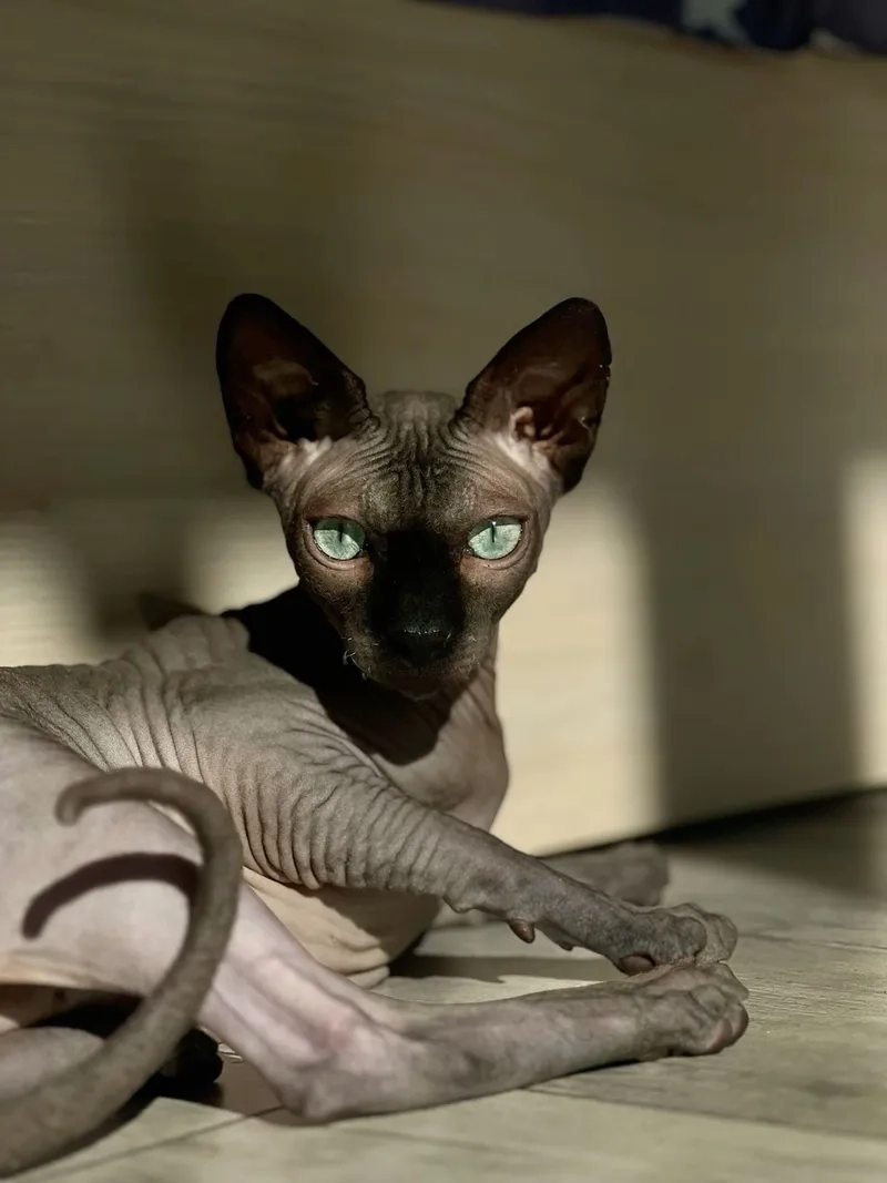Dễ thương tuyệt đối với mèo Sphynx kitten