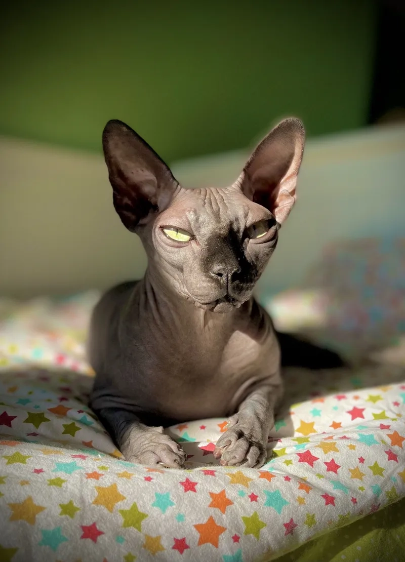 Nhanh tay sở hữu bán mèo Sphynx Hà Nội uy tín