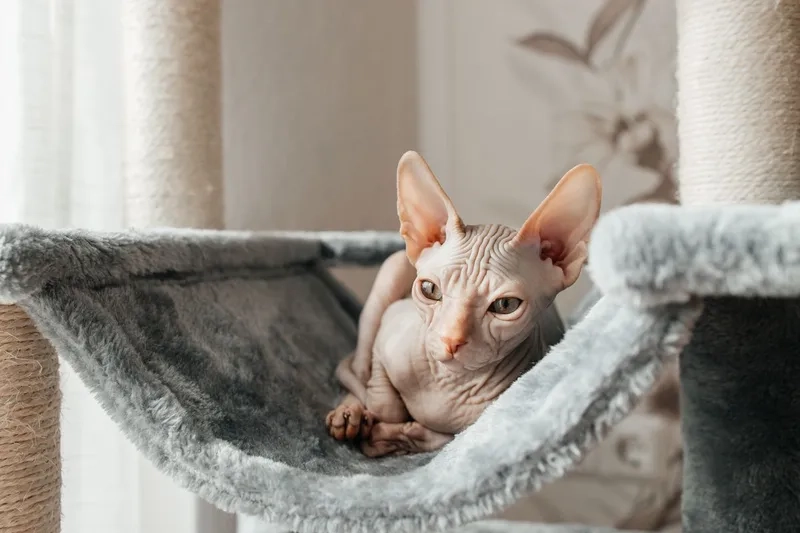 Khám phá Nguồn gốc Mèo Sphynx chi tiết và thú vị