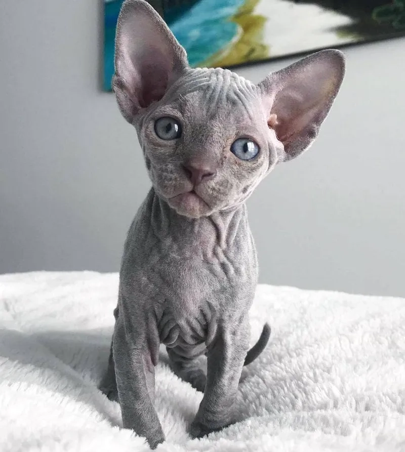 Hiểu rõ kích thước mèo Sphynx khi trưởng thành