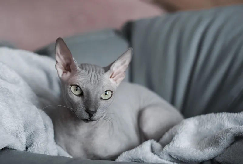 Giải pháp sở hữu mèo Sphynx giá rẻ chất lượng