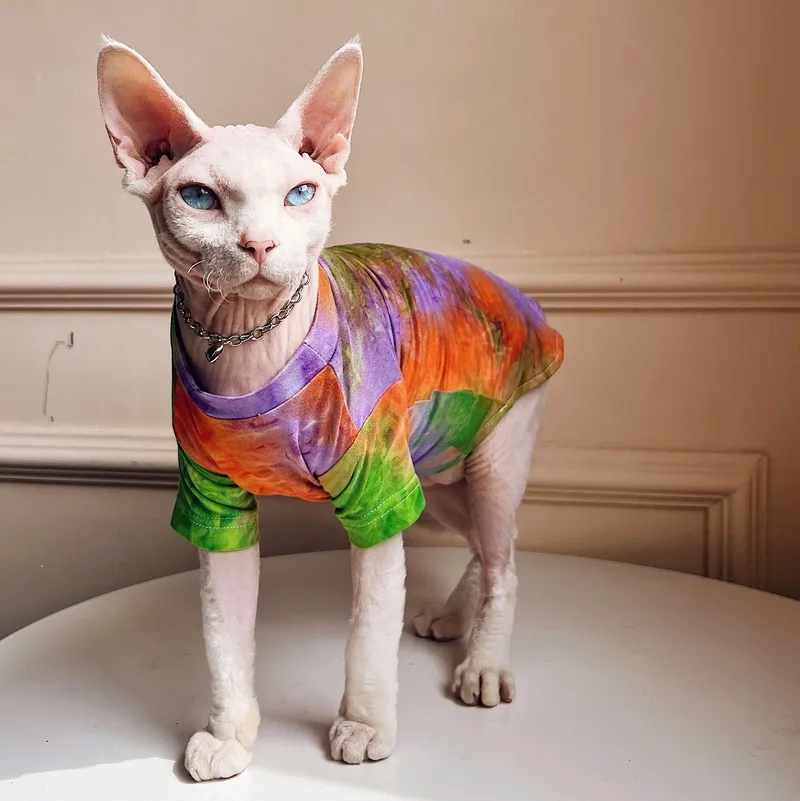 Bí kíp chăm sóc nuôi mèo Sphynx tại nhà dễ dàng
