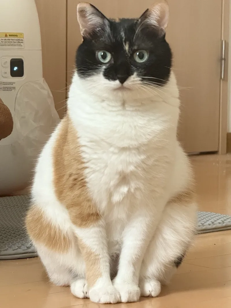 Chiêm ngưỡng ảnh mèo tam thể cute dễ thương