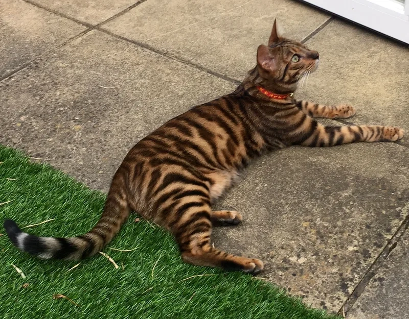 Ngắm vẻ đáng yêu của ảnh Mèo Toyger