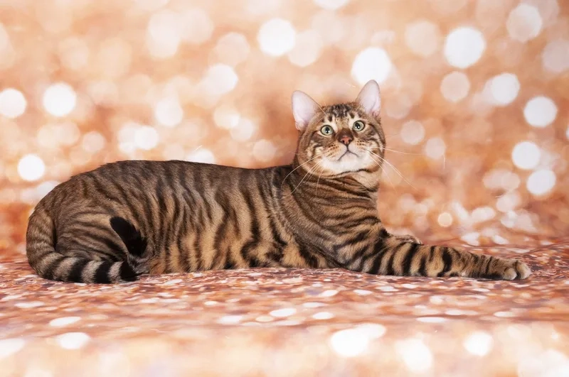 Tham khảo ngay hình mèo toyger siêu dễ thương