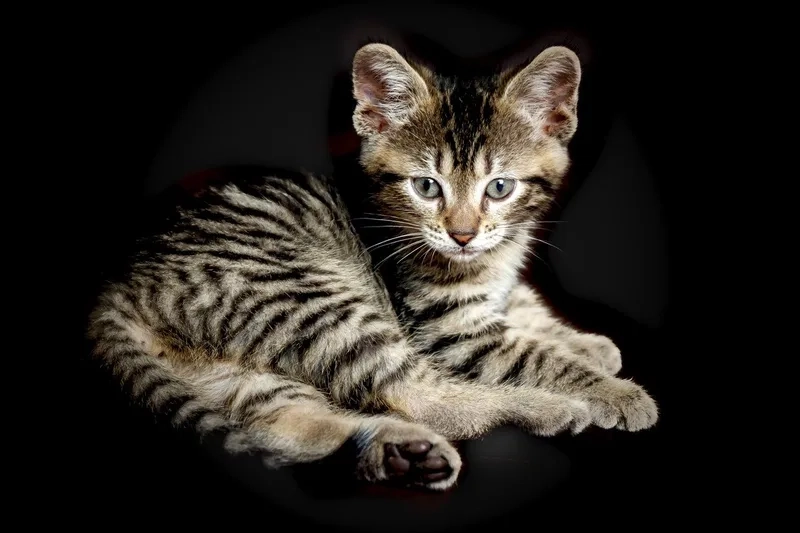 Chiêm ngưỡng ảnh mèo toyger nổi bật mọi lúc