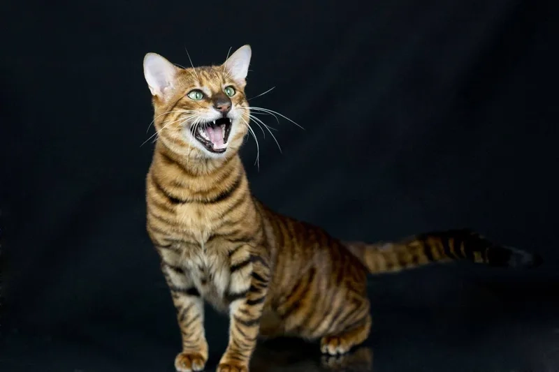 Khám phá hình ảnh mèo Toyger đẹp khó cưỡng