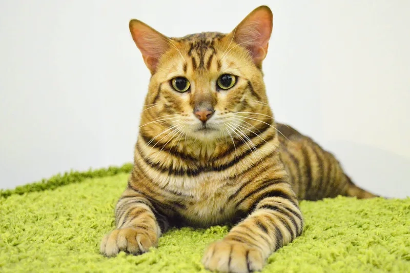 Tất tần tật thông tin mèo Toyger bạn nên biết