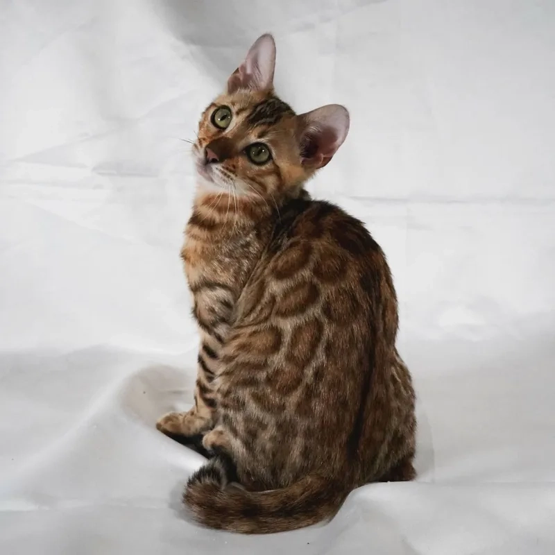 Nhận biết đặc điểm mèo Toyger chuẩn xác