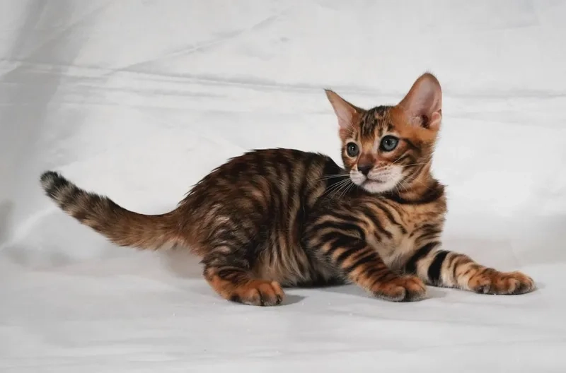 Khám phá tính cách mèo Toyger thú vị và hiền
