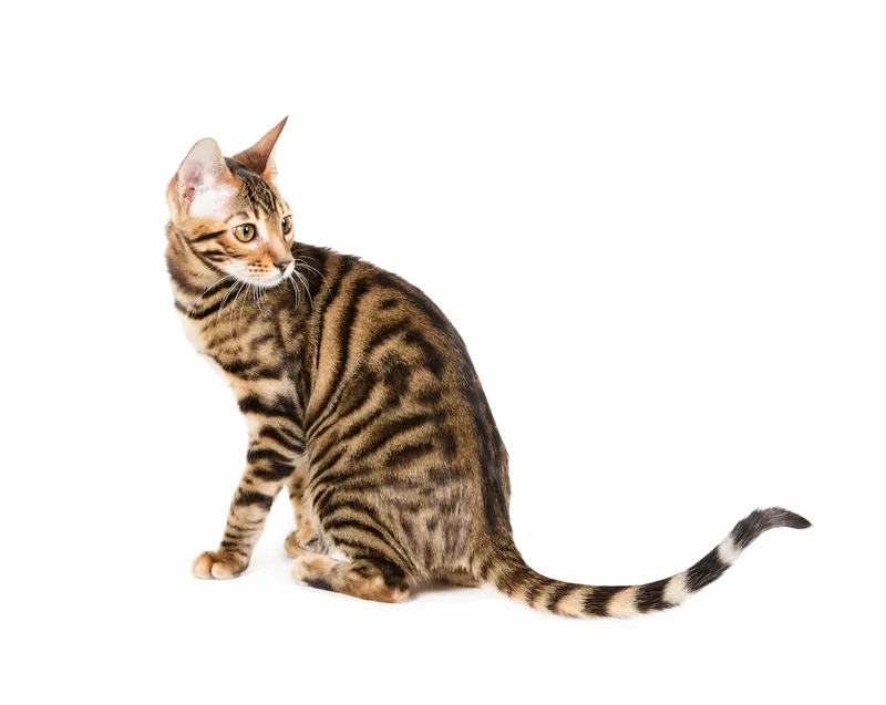 Yêu thương thú cưng mèo Toyger mọi lúc mọi nơi