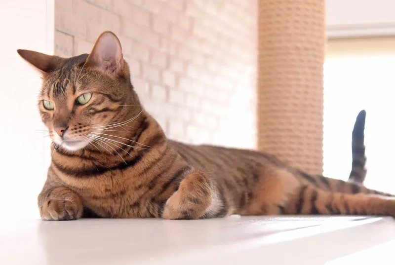 Bí kíp nuôi mèo Toyger tại nhà dễ dàng