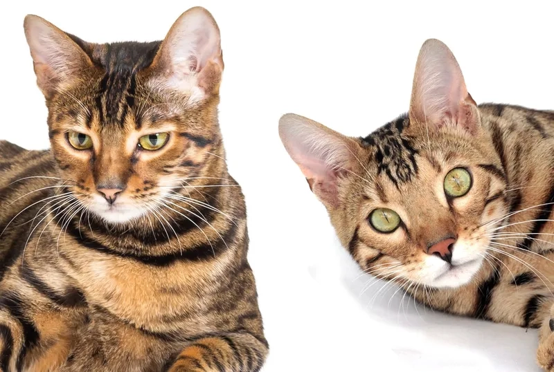 Ngắm vẻ đáng yêu của mèo toyger tại nhà