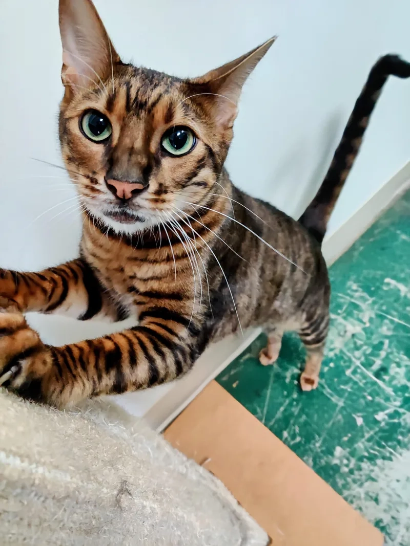 Nhận biết mèo Toyger thuần chủng chuẩn xác