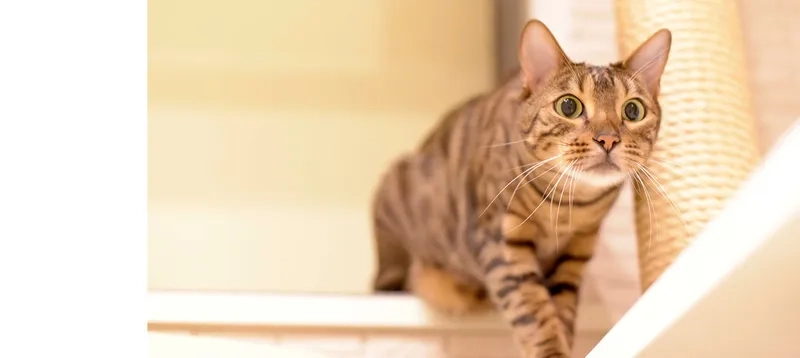 Nguồn gốc của mèo Toyger độc đáo và ấn tượng