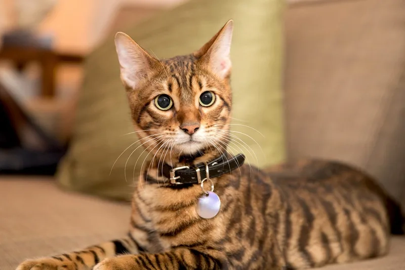 Tìm hiểu Nguồn gốc Mèo Toyger đầy thú vị