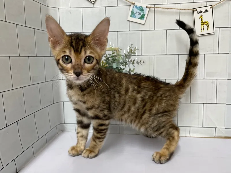 Khám phá vẻ quý hiếm của Mèo Toyger quý hiếm
