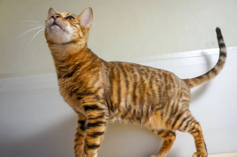Ngắm trọn Mèo Toyger đẹp khó cưỡng mọi lúc