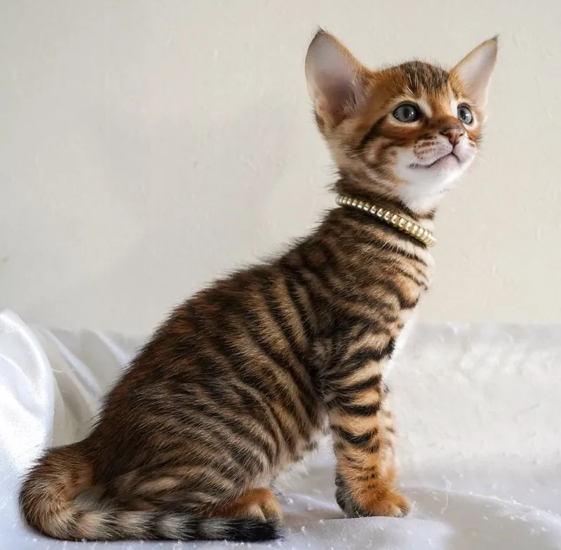 Khám phá và Tìm hiểu về Mèo Toyger chi tiết