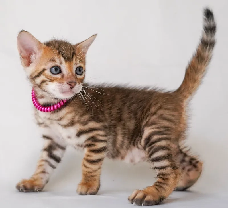 Chia sẻ kinh nghiệm nuôi mèo Toyger từ chuyên gia