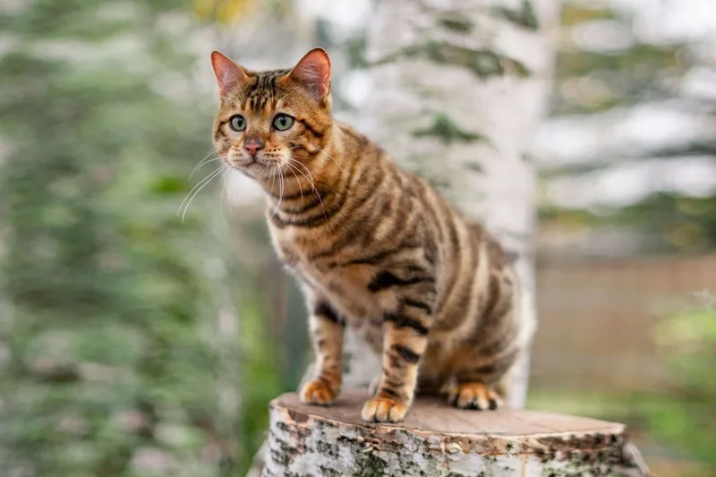 Hiểu rõ Lịch sử Mèo Toyger đầy hấp dẫn