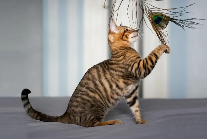 Tìm hiểu tuổi thọ mèo Toyger và cách chăm sóc