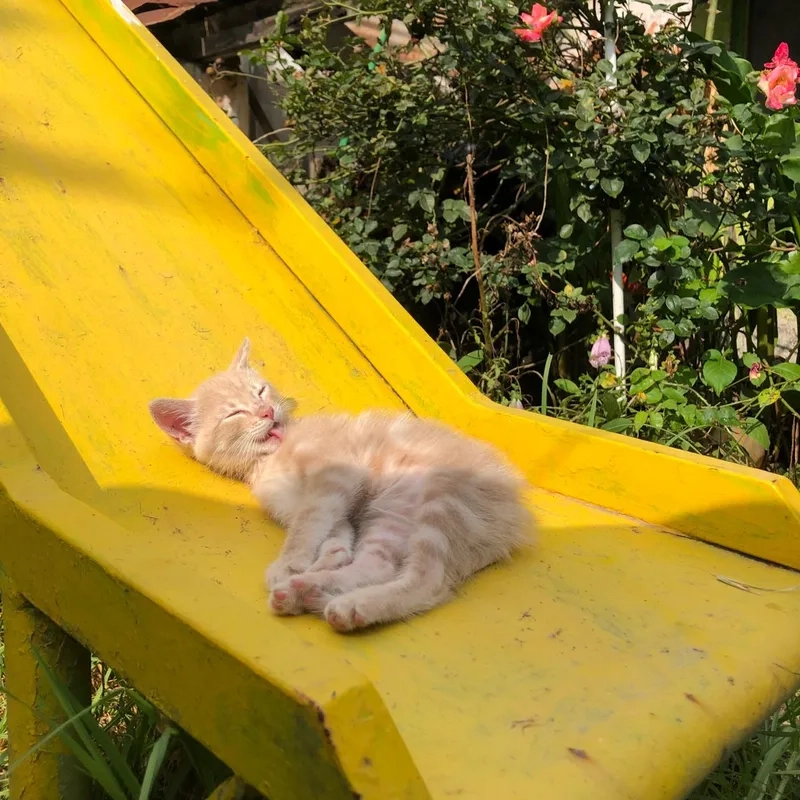 Thú cưng độc đáo mèo Vàng lông vàng đặc điểm