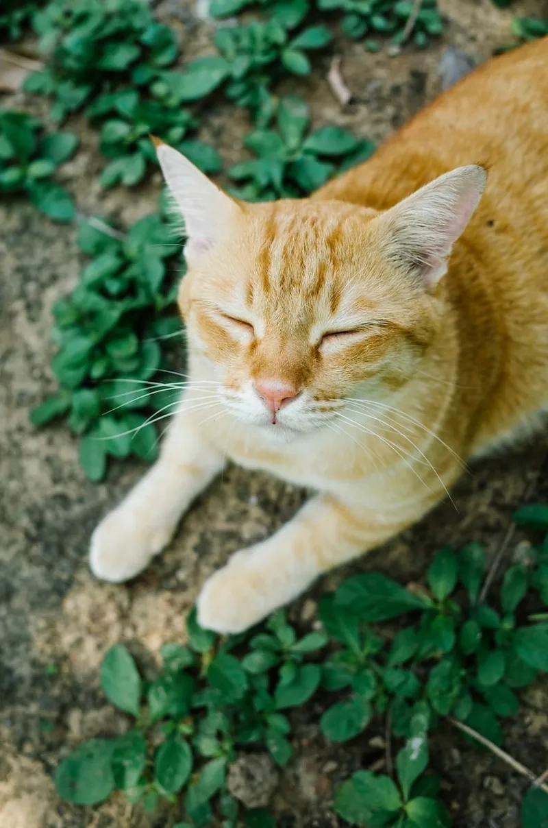 Trang trí tuyệt vời hình nền mèo vàng
