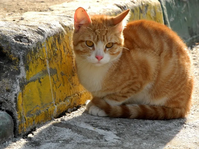 Ngắm bộ lông mềm mại hình ảnh con mèo màu vàng