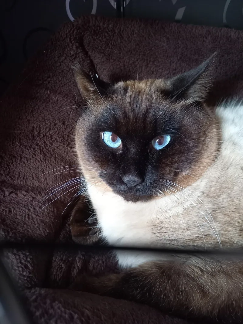 Cập nhật thông tin đầy đủ về thông tin mèo Xiêm