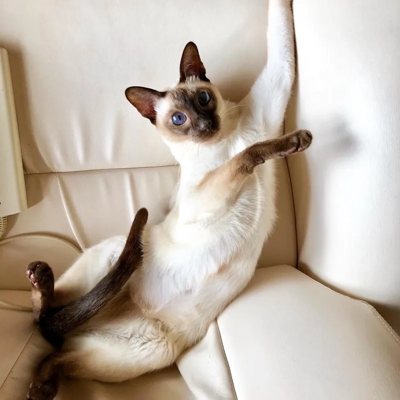 Thú cưng nhỏ xinh với mèo Xiêm kitten