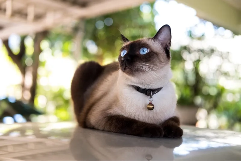Hướng dẫn chi tiết nuôi mèo Xiêm tại nhà