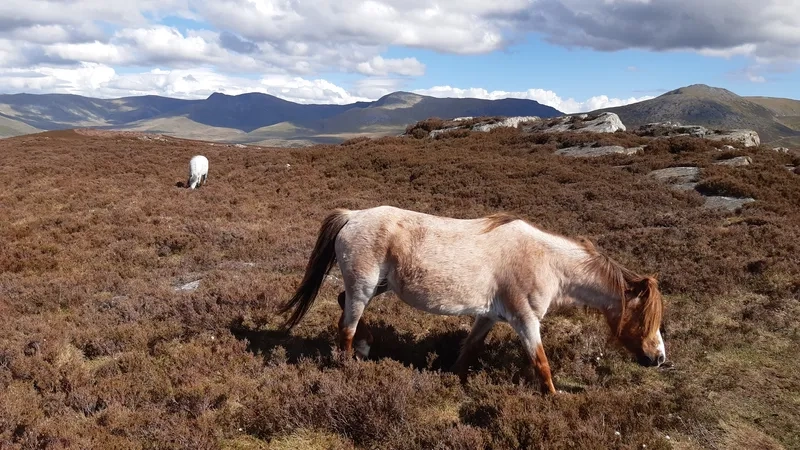 Khám phá huyền thoại ngựa hoang mustang