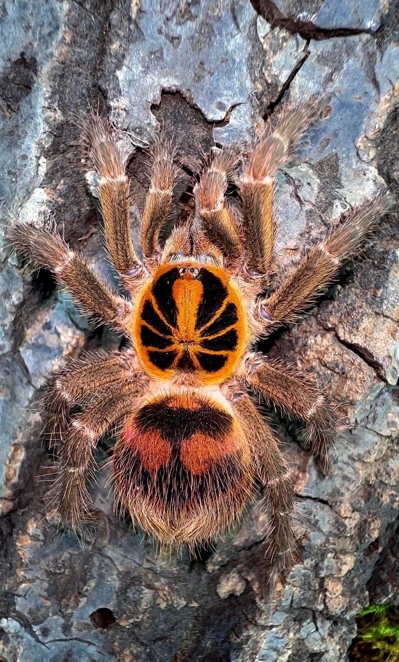 Nhận diện nhện tarantula tiger sọc vằn
