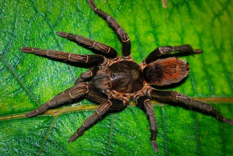 Tìm hiểu nhện tarantula ăn gì để khỏe