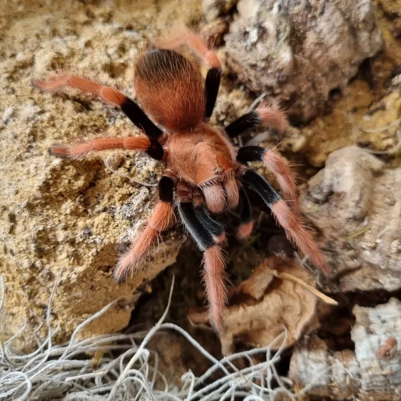 Xem nhện tarantula cute (chibi) đáng yêu