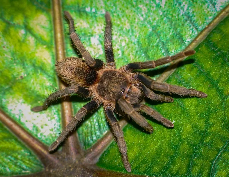 Hướng dẫn vẽ nhện tarantula đơn giản