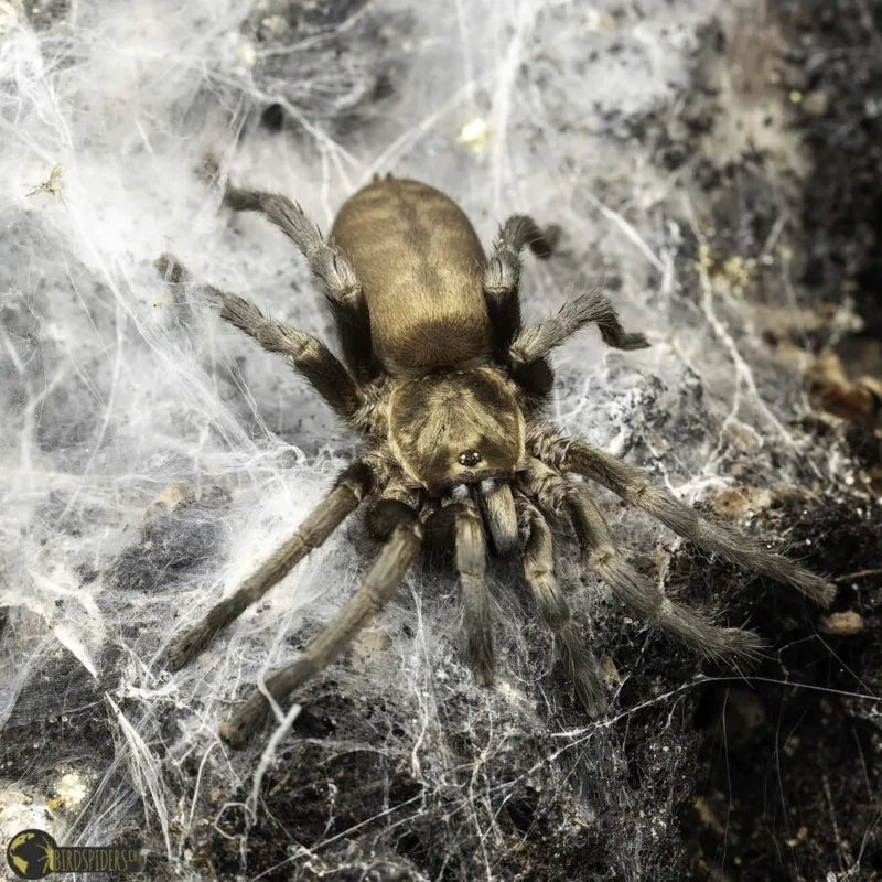 Vẻ ngoài ấn tượng của hình ảnh nhện tarantula đẹp