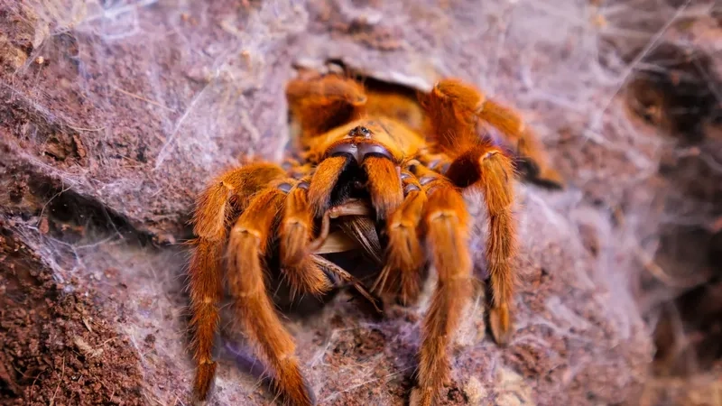 Kích thước đáng kinh ngạc nhện tarantula khổng lồ