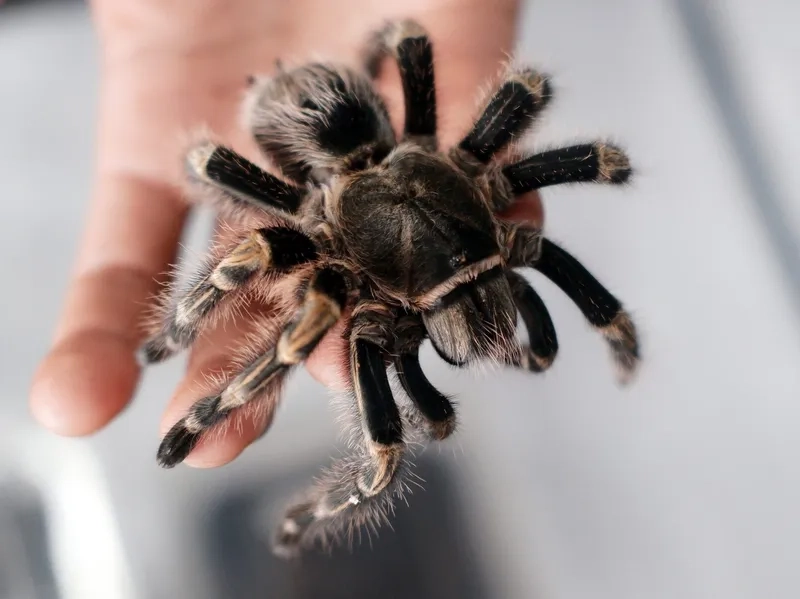 Sắc màu nổi bật của nhện tarantula xanh