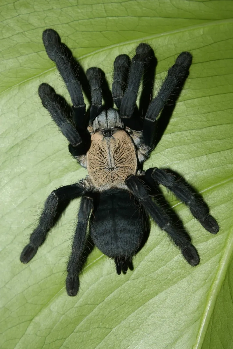 Quá trình nhện tarantula lột xác thú vị