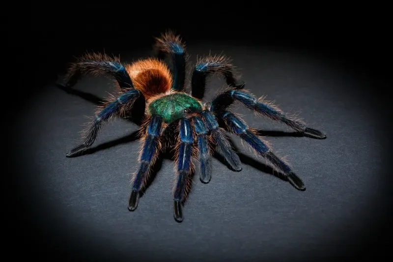 Hãy tìm hiểu đôi nét về nhện Tarantula độc đáo