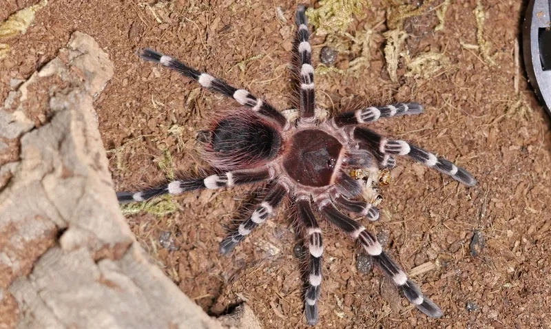 Tham khảo chuồng nuôi nhện tarantula đẹp