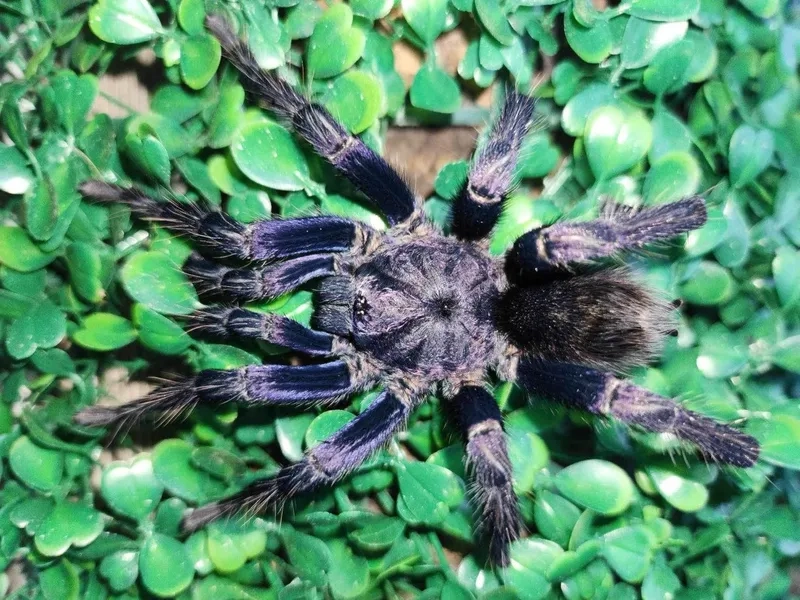 Khám phá đặc điểm mắt nhện tarantula