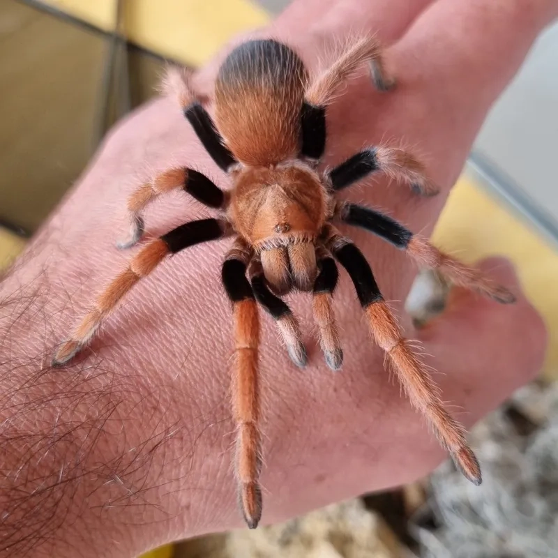 Đặc điểm nhận dạng nhện tarantula chân trắng