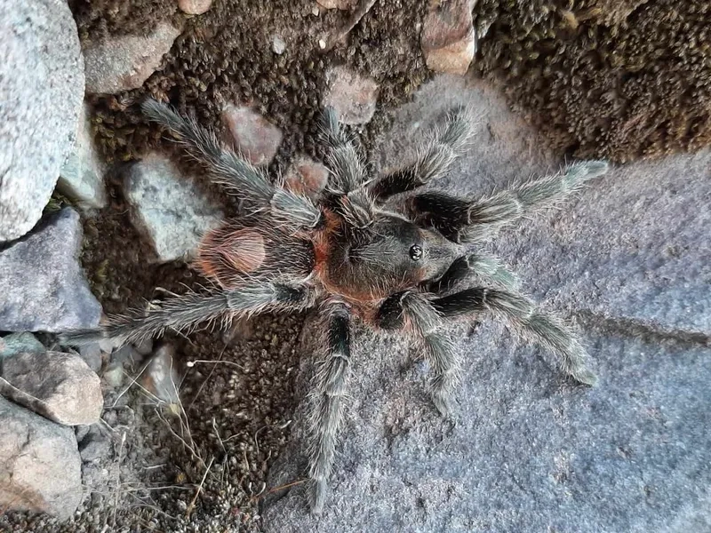 Vẻ đẹp rực rỡ của nhện tarantula cam