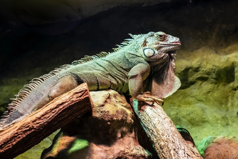 Iguana đỏ phơi nắng trên cành cây khô