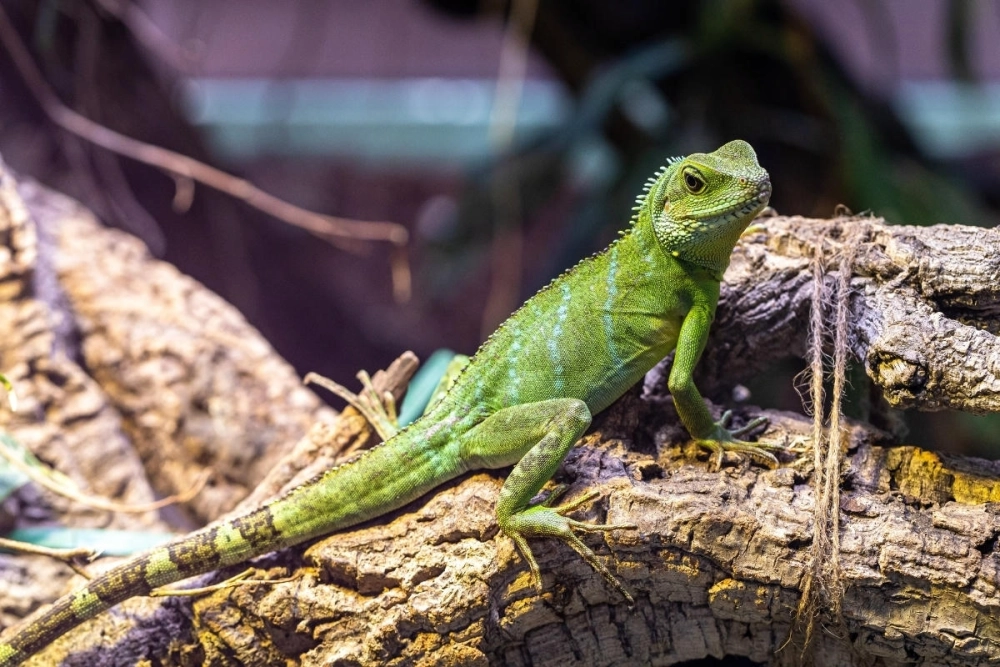 Iguana đỏ đuôi dài tuyệt đẹp cuộn tròn